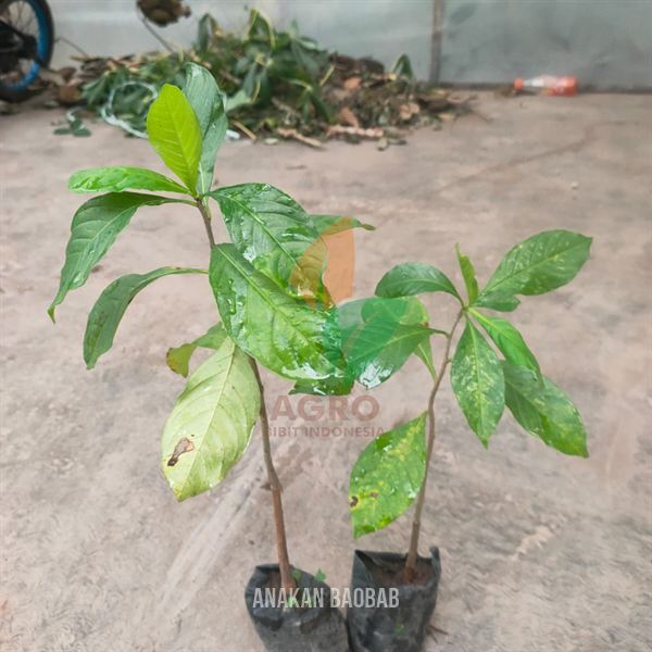 Bibit Pohon Baobab Anakan Siap Tanam