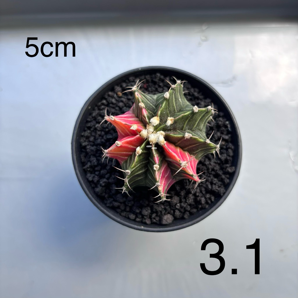 Gymnocalycium mihanovichii LB varigata