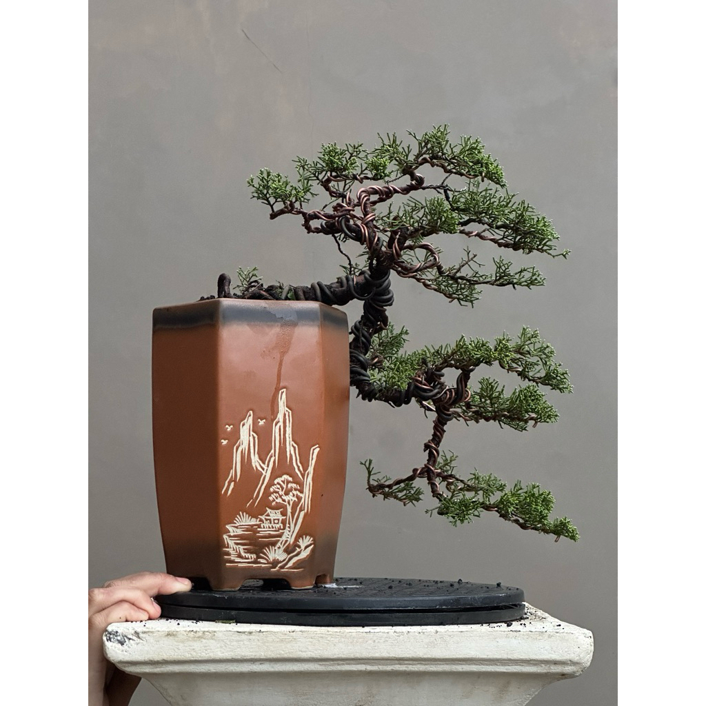 Bonsai cemara sargenti itoigawa original