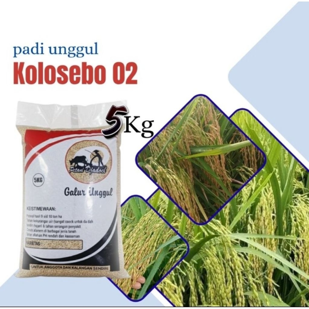 benih padi unggul kolosebo 02 menghasilkan nasi pulen kemasan 5kg