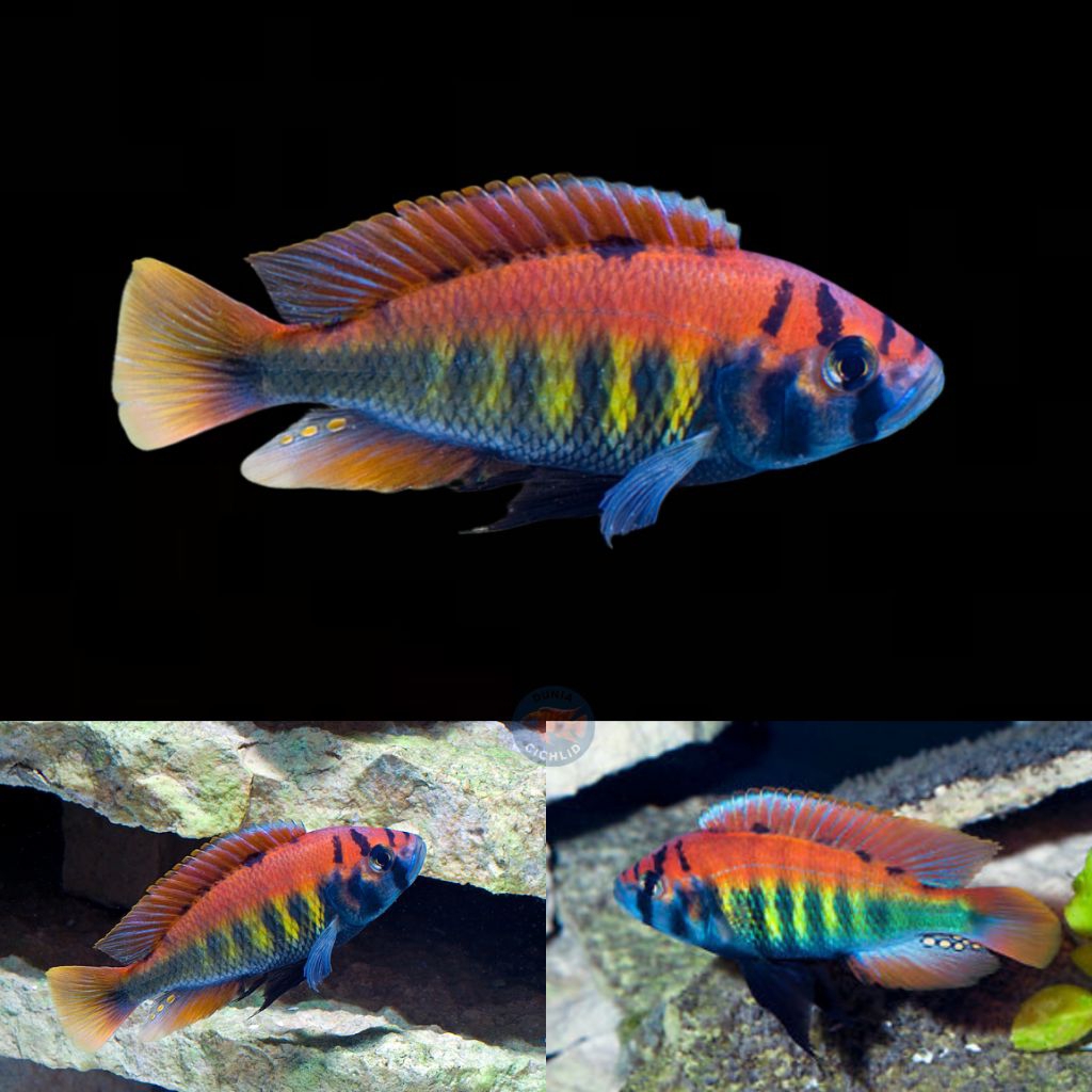 Cichlid Pundamilia Nyirere
