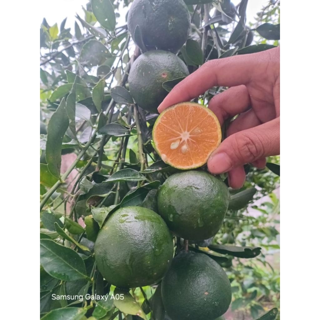 JERUK PERAS SEMBORO 3 KG DENGAN KUALITAS NOMER 1 DI SHOPE DAN PALING DI CARI