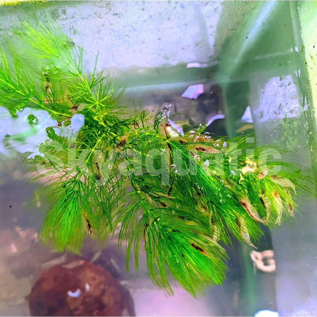 hiasan aquarium udang hias amano sulawesi aquascape