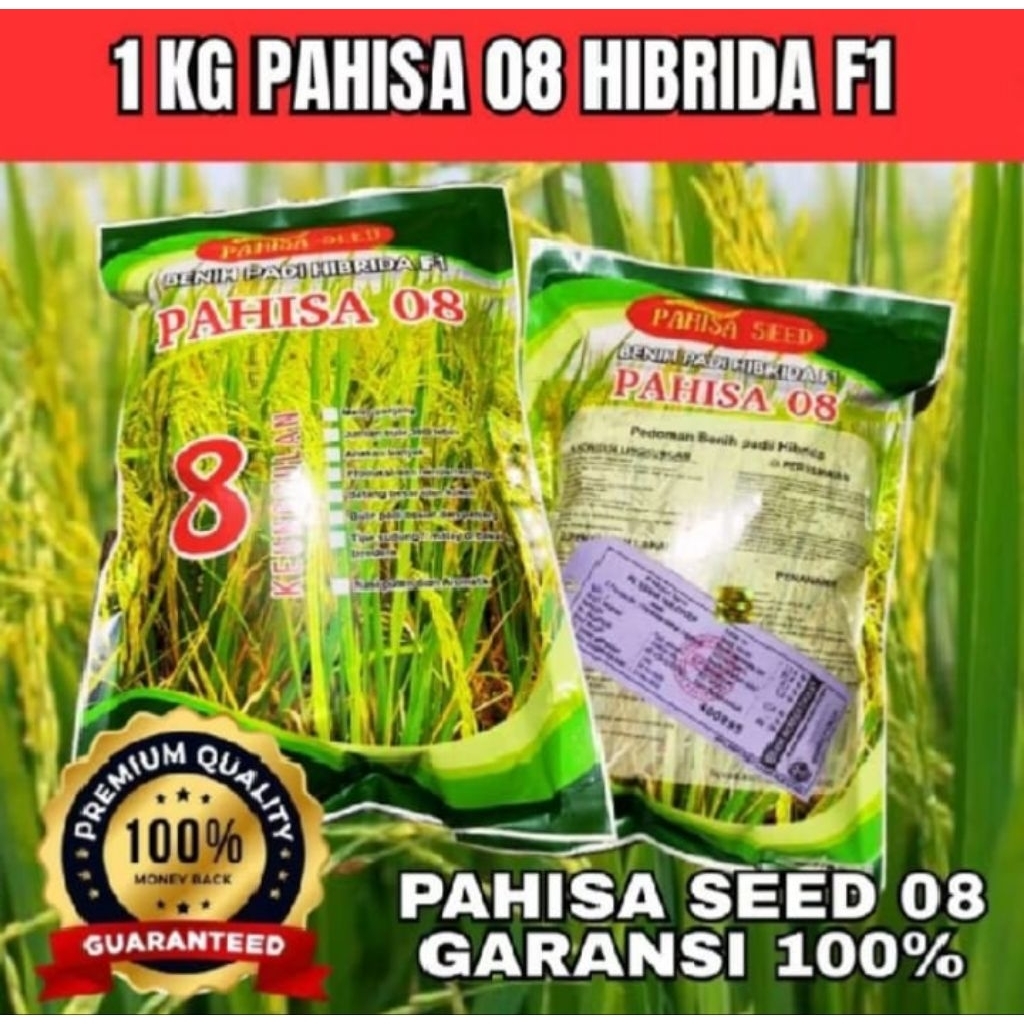 (1KG) BENIH PADI HIBRIDA F1 PAHISA SEED 08 ORIGINAL