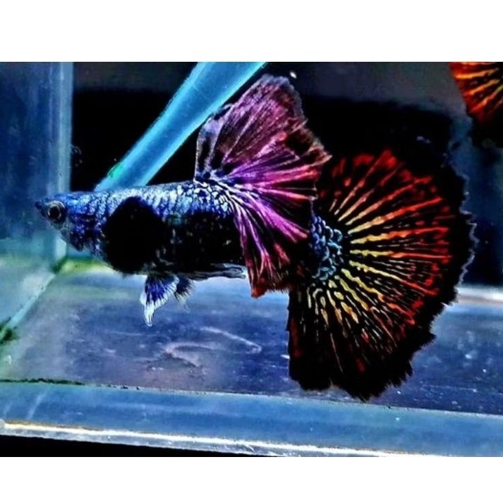 Sepasang Guppy Red Dragon Halfmoon Remaja Mulai Produksi