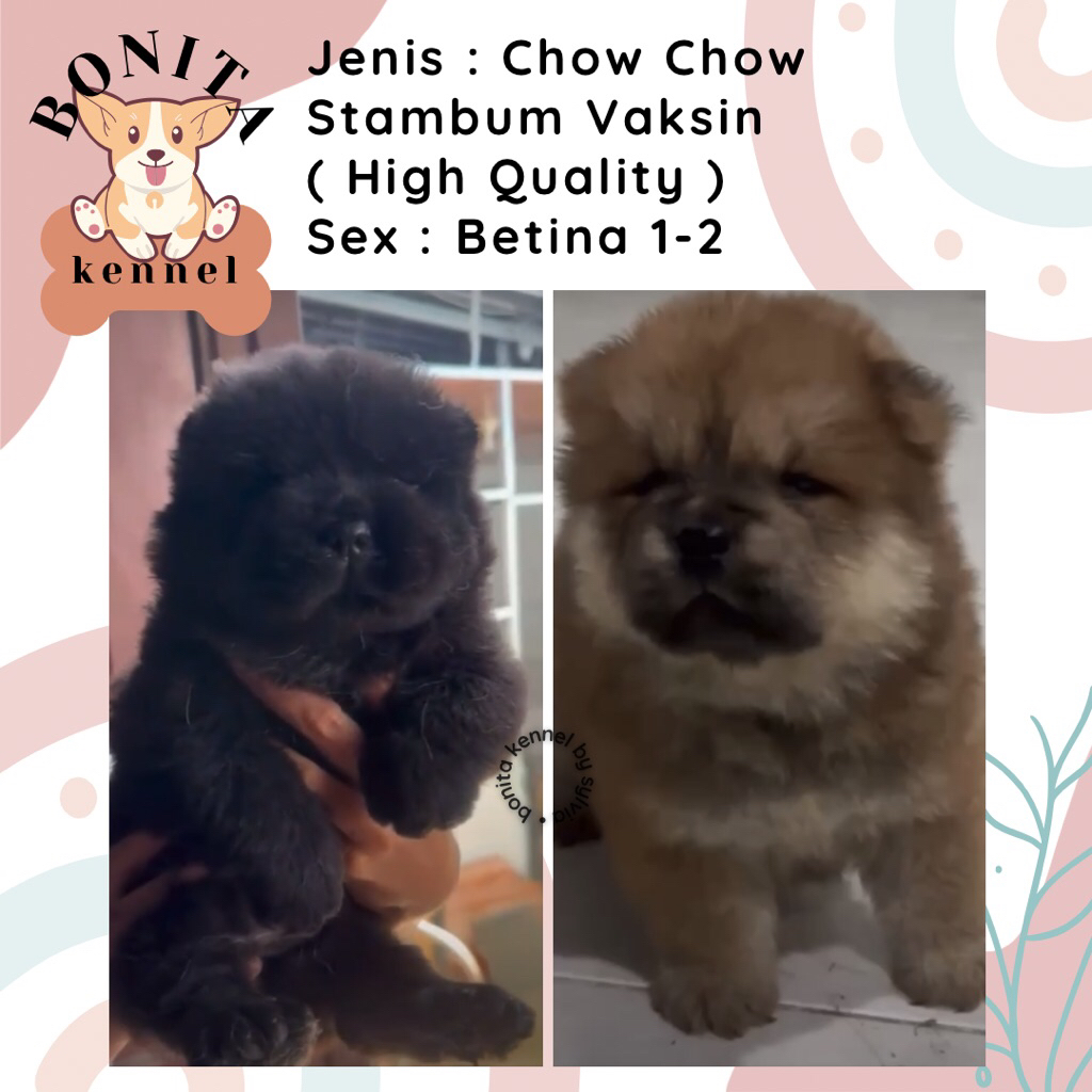 Chow Chow Stambum Anak Anjing Chow Chow Jantan Betina
