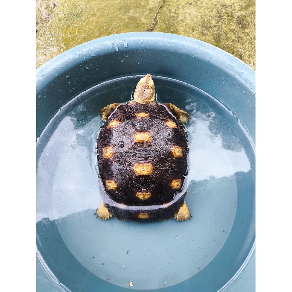 Sulcata 20 cm