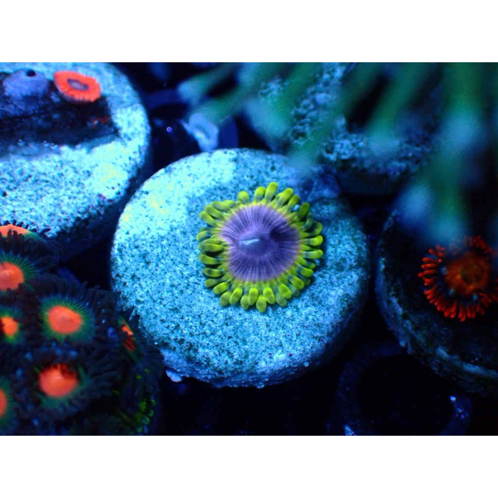zoa frag wysiwyg hiasan aquarium
