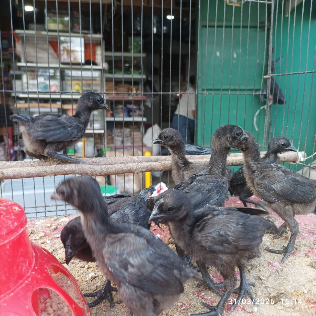 Ayam Cemani Asli Anakan