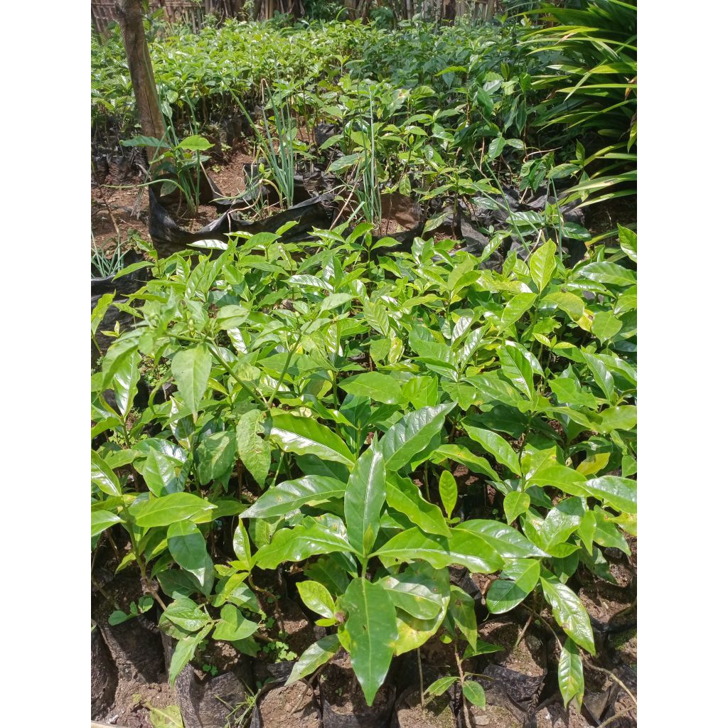 Bibit Kopi Arabika Ateng Super Unggul