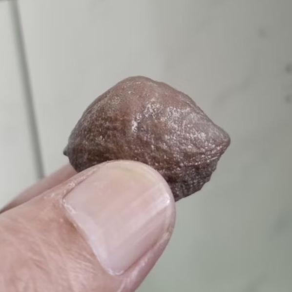 Kemiri Adu Muncang Adu Yanti Thanos Ori Size Kecil Tua Jatuhan