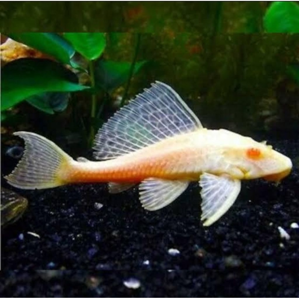 Hiasan akuarium gibicep akuarium