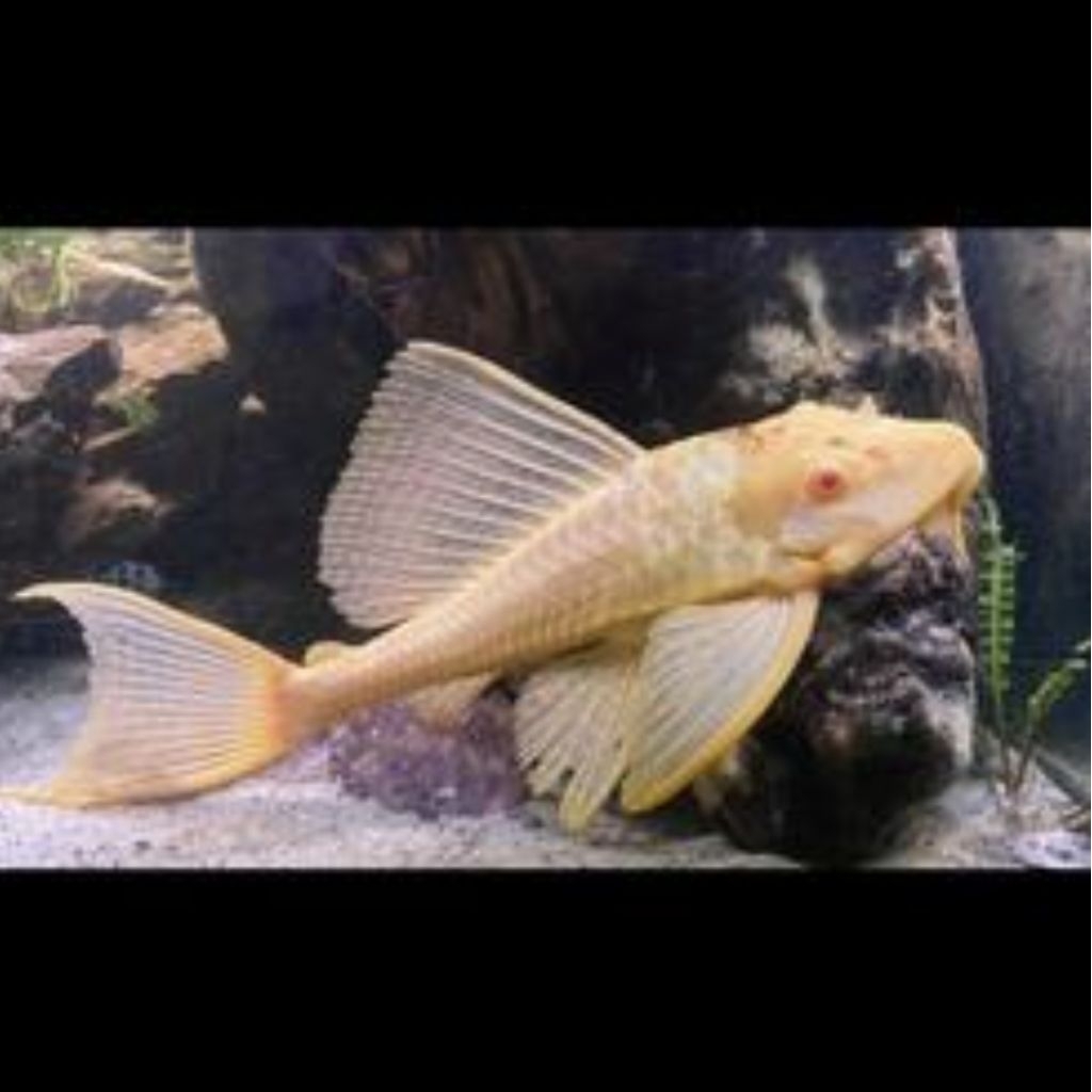 Hiasan akuarium Gibicep akuarium