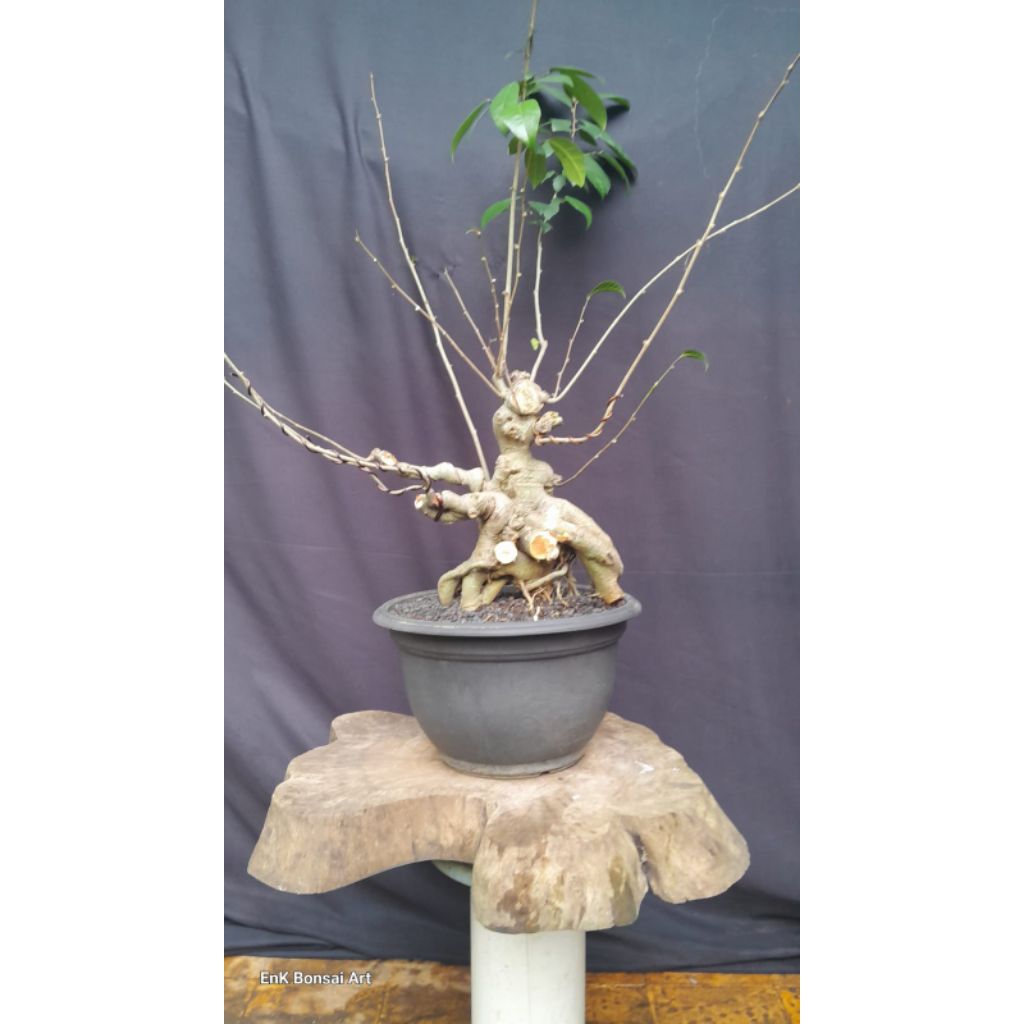 BONSAI POHON AMPLAS PUTIH/FICUS AMPLAS BOGELAN
