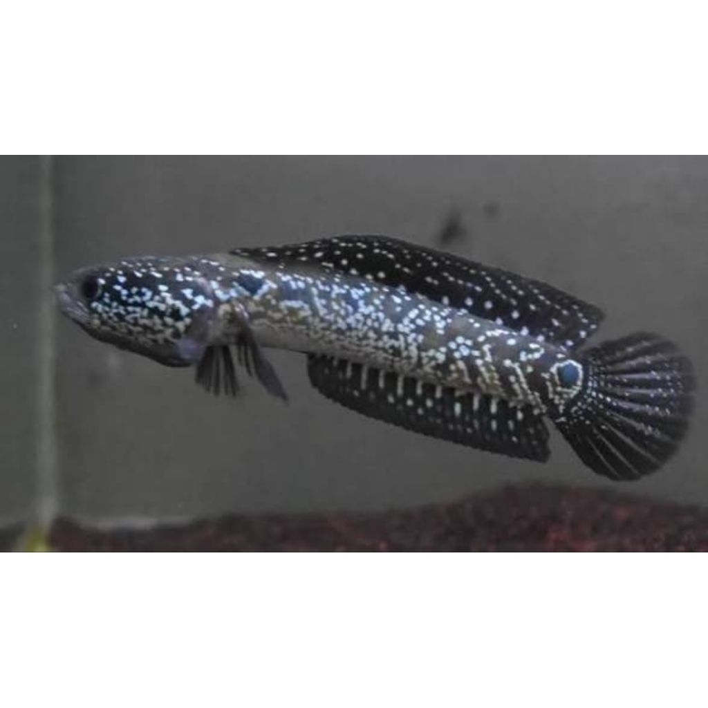 Parfume Channa Asiatica size -/+ 15cm Progresan