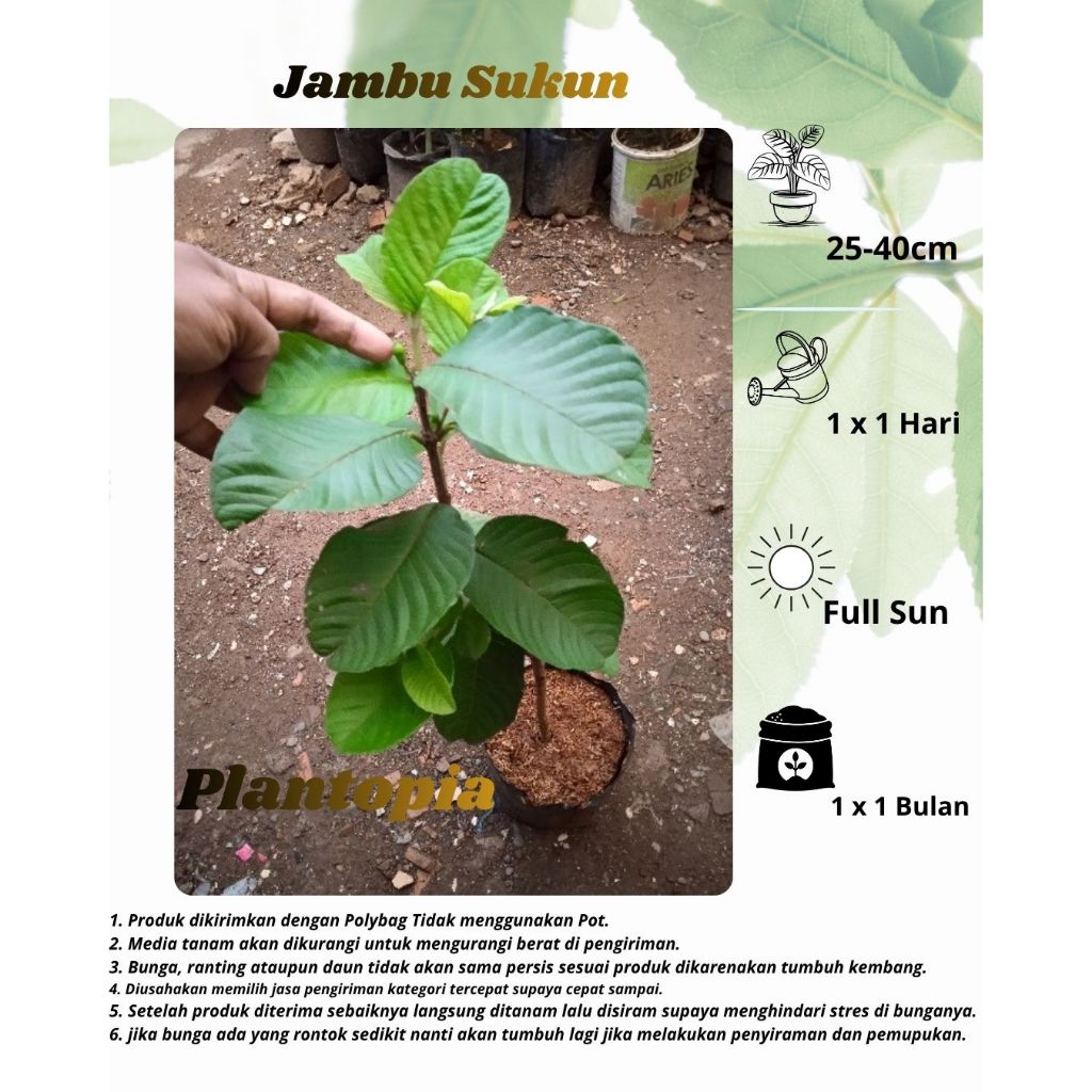 Jambu Sukun- Bibit Tanaman Buah Jambu Sukun Merah dan Putih