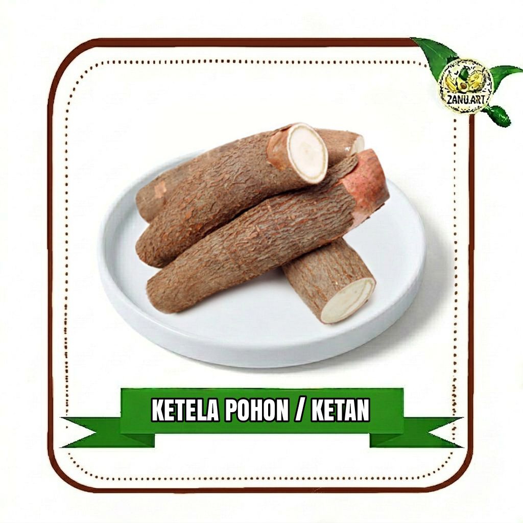 KETELA UMBI POHON SINGKONG UMBI KETAN