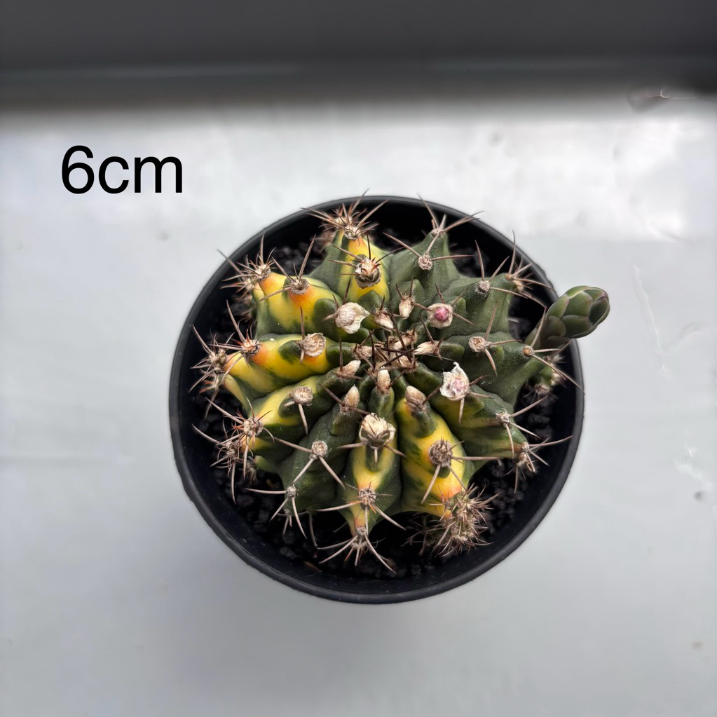 gymnocalycium mihanovichii marbel
