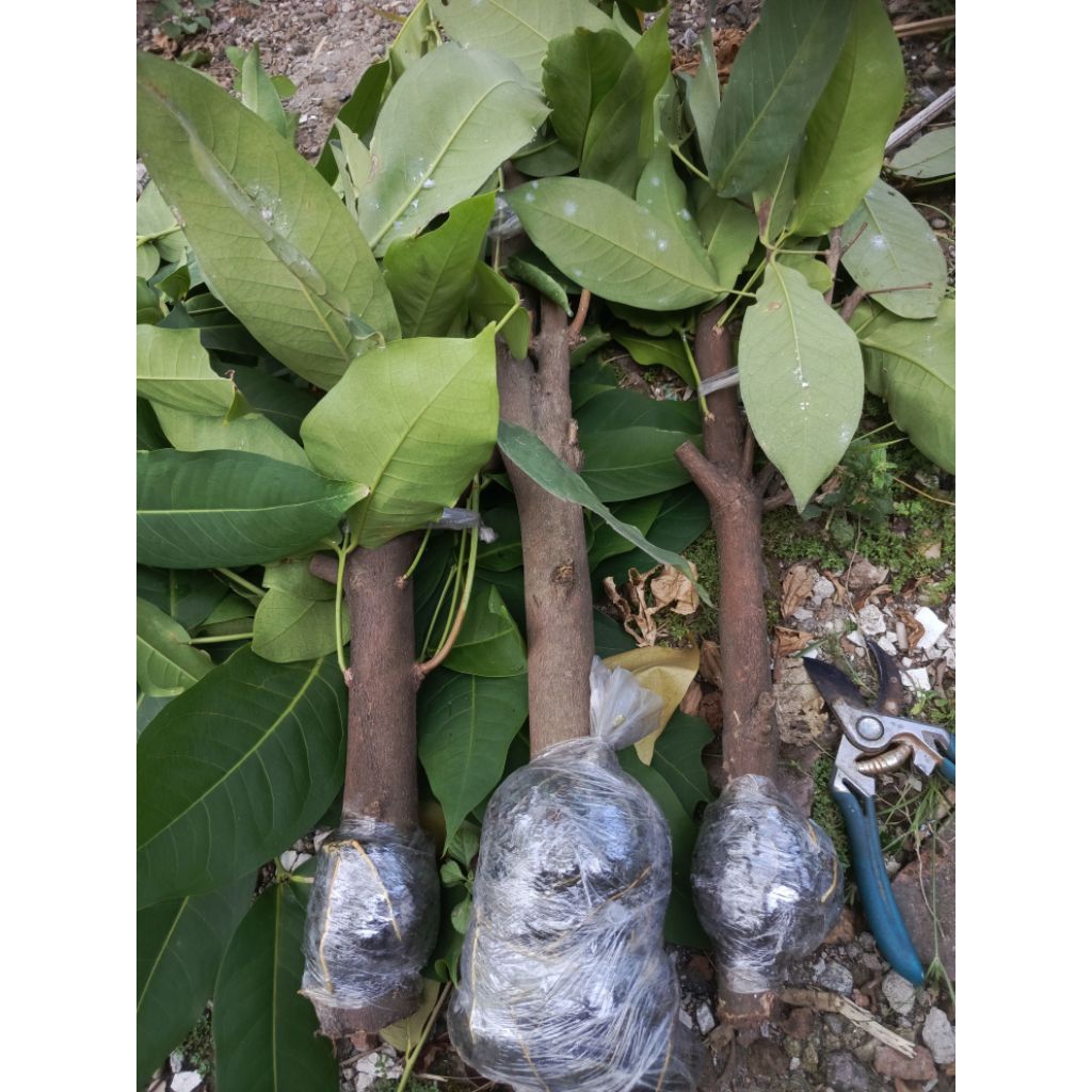 Cangkok Fresh Jambu Green Giant