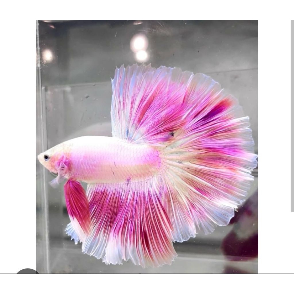 Hiasan Akuarium - Cupang Halfmoon Pink