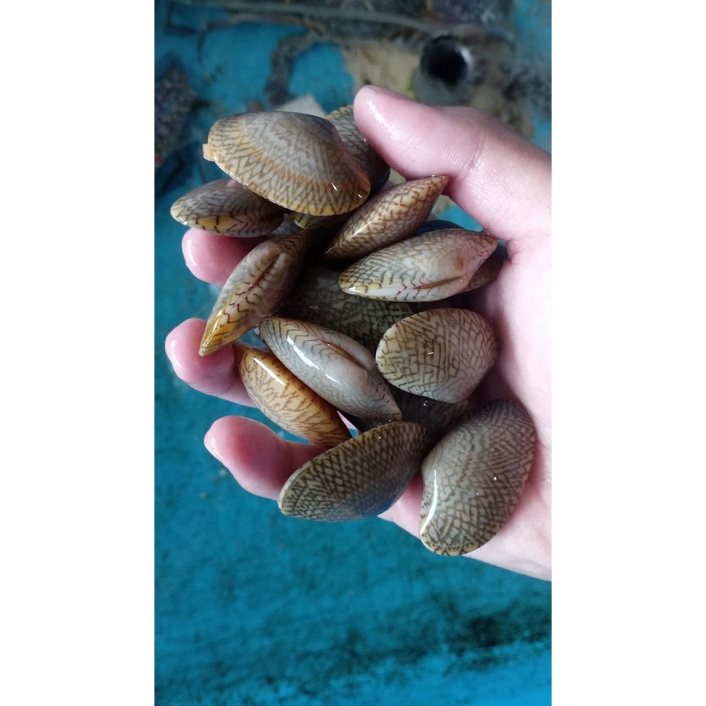 Kerang Batik Hidup Segar (1Kg) Live Seafood