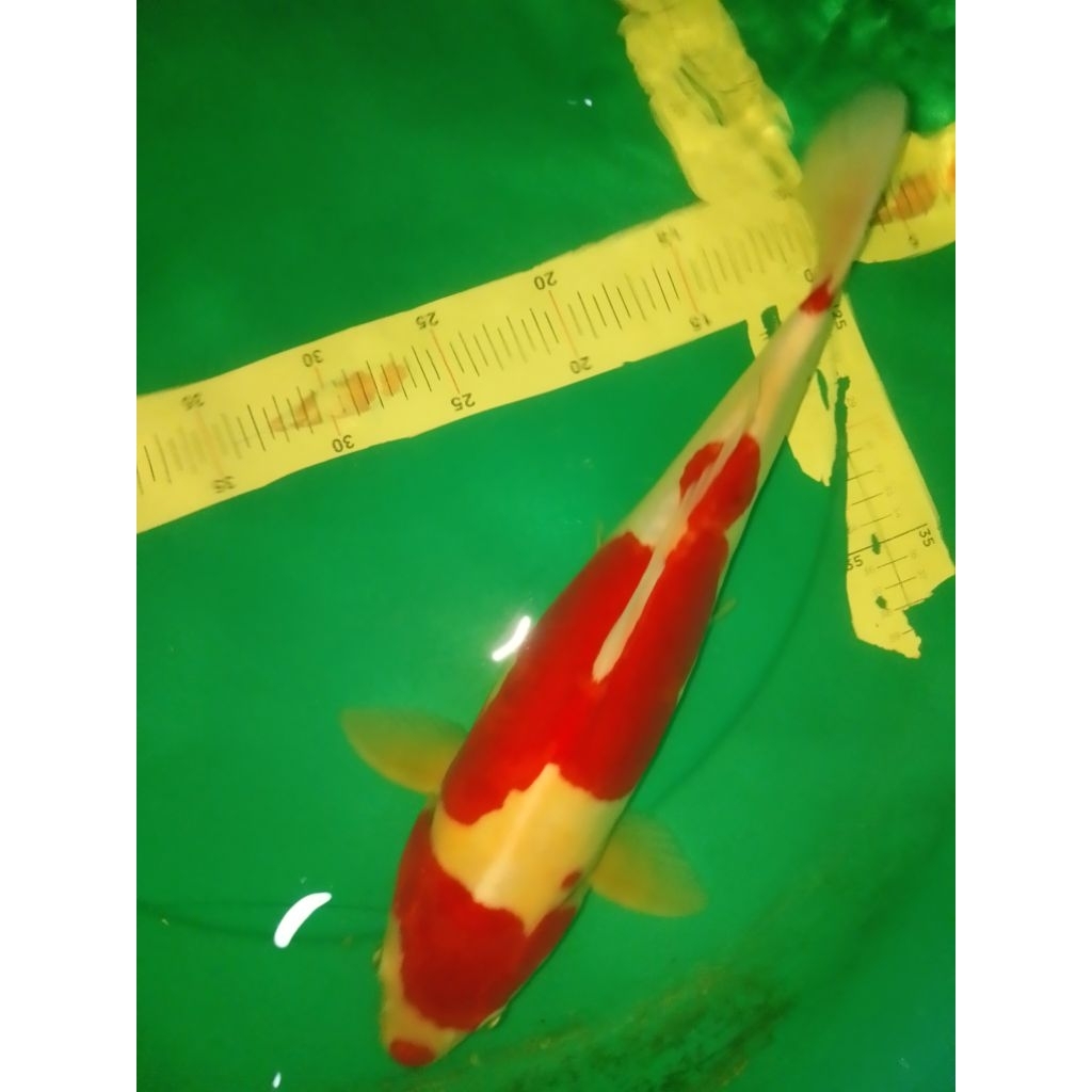 Ikan koi jenis Kohaku Doitsu 42cm male