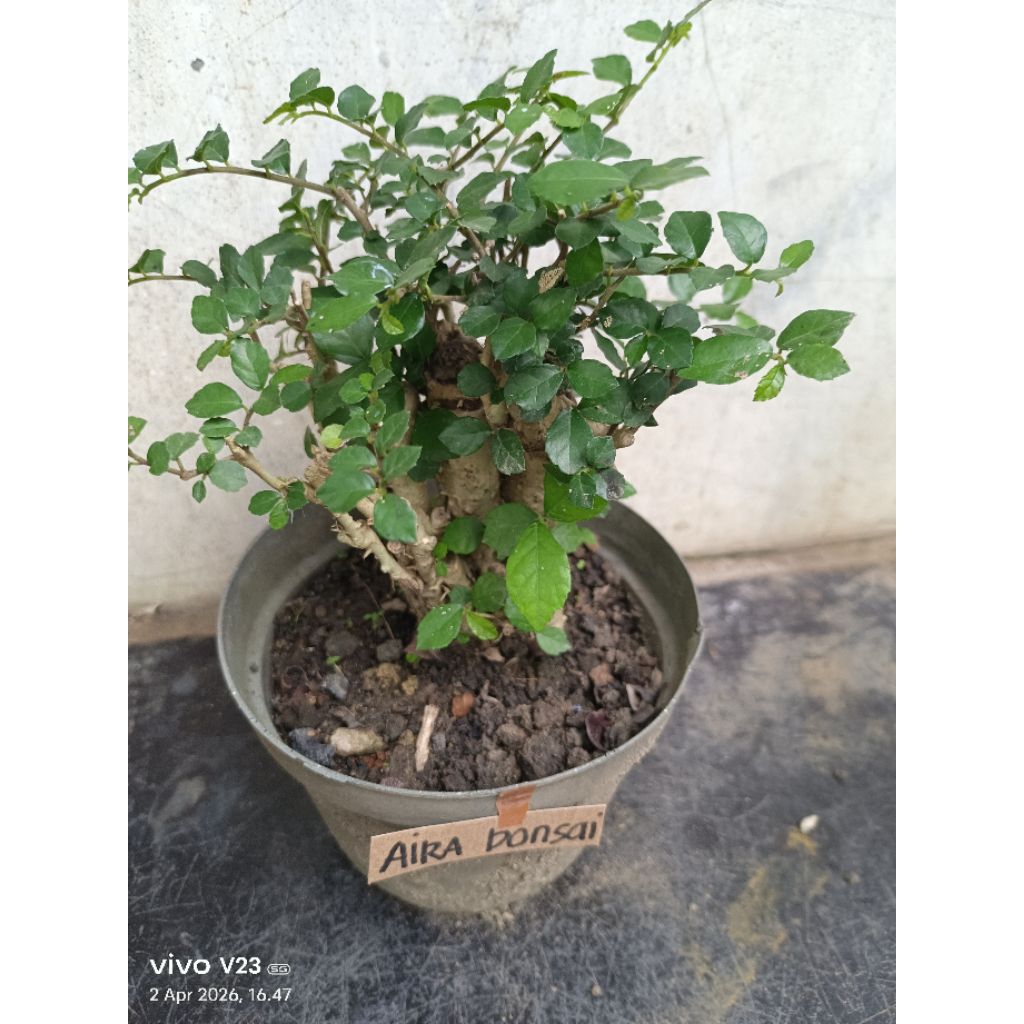 bahan bonsai serut dongkelan sudah hidup