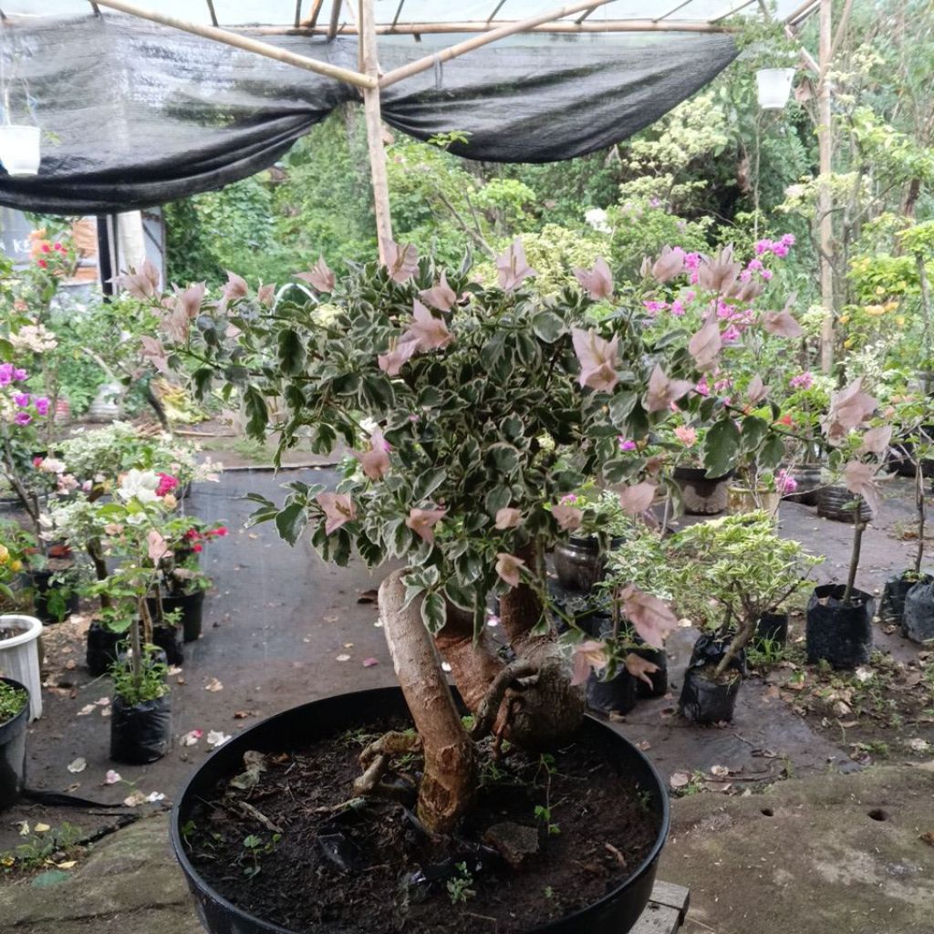 BIBIT BUNGA HIAS BOUGENVILLE HIDUP SAKURA BLACAN