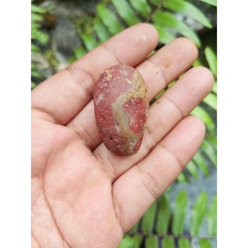 cincin batu akik tapak jalak sutra emas