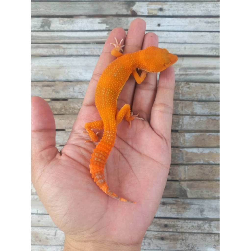 MAINAN GECKO SUNGLOW TOMATO FULL CT JUVENILE UP SESUAI FOTO