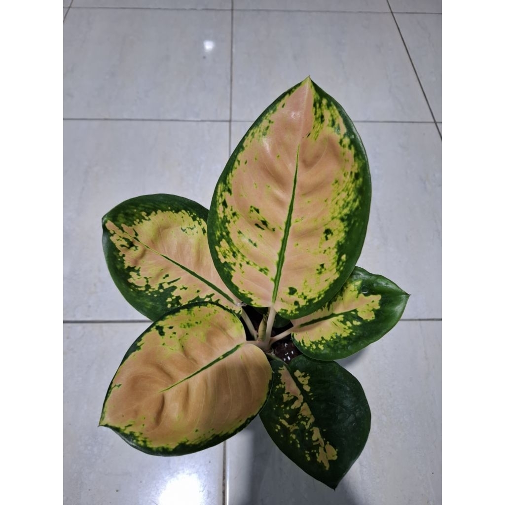 AGLONEMA MONALISA STARBUCK