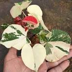 Waru Variegata || Varigata Merah & Putih