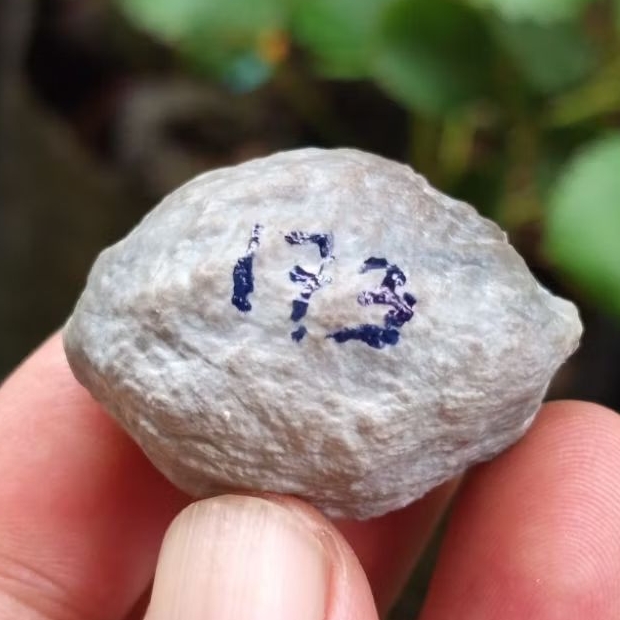 Muncang adu jayanti pait jr kode 173.
