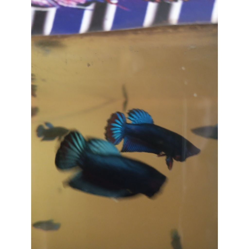 Plastik gambar ikan cupang bagan aduan size S+ galak jantan