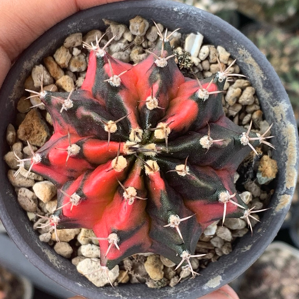 Gymnocalycium Mihanovichi Varigata ( Gymno Miha Kaktus Tanaman hias hidup