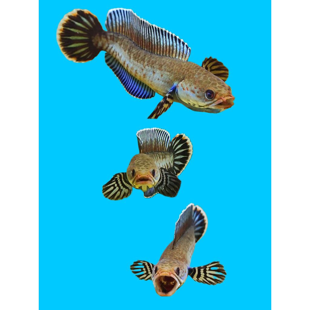 bahan channa andrao gondrong gondrong istimewa grade A++