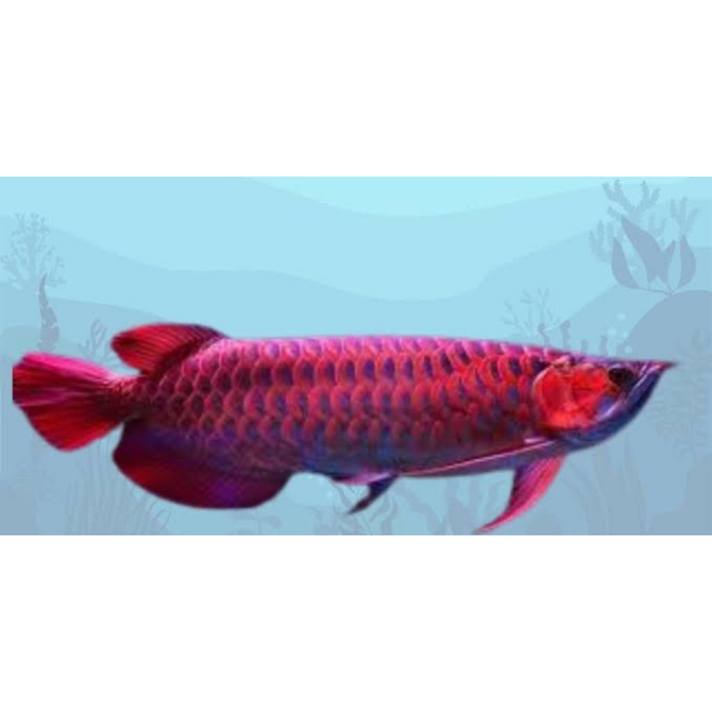 ikan arwana super red 10 cm