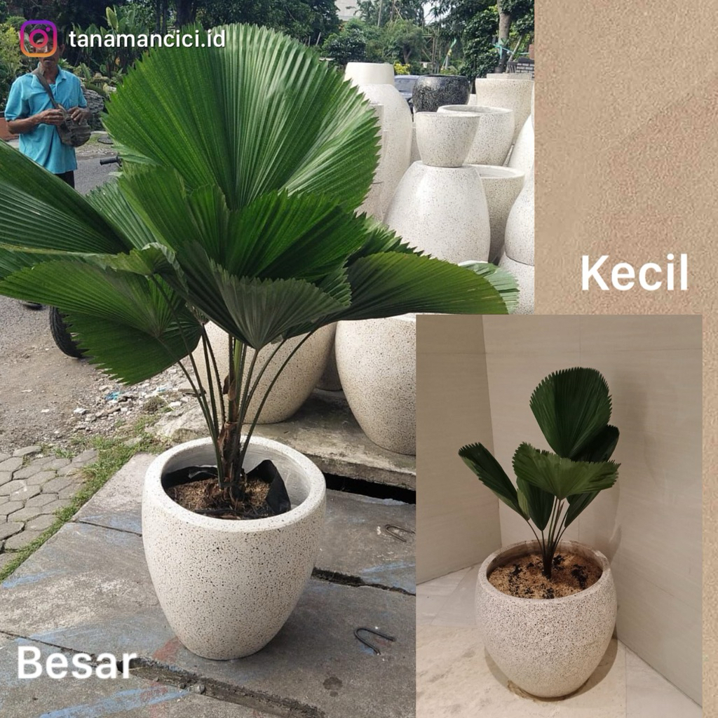 Tanaman palem kipas palem kol besar tinggi 50-100cm on pot hitam
