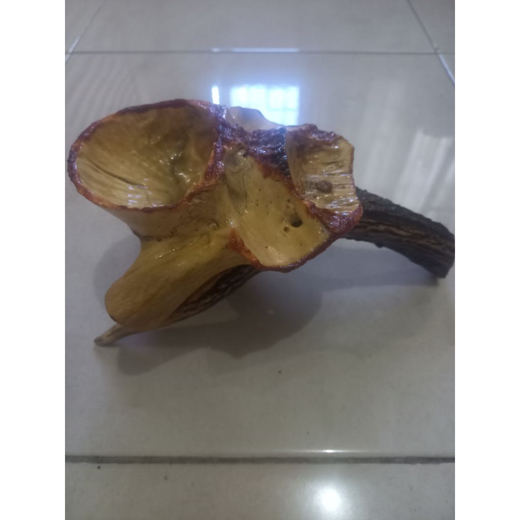 asbak tanduk rusa original asli papua