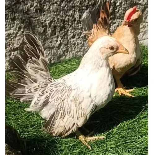 ayam kate betina muda