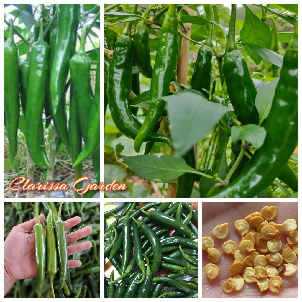 BIJI | BENIH TANAMAN CABE HIJAU BESAR