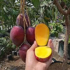Bibit Mangga Irwin Batang Besar Tinggi 1 meter up siap berbunga berbuah