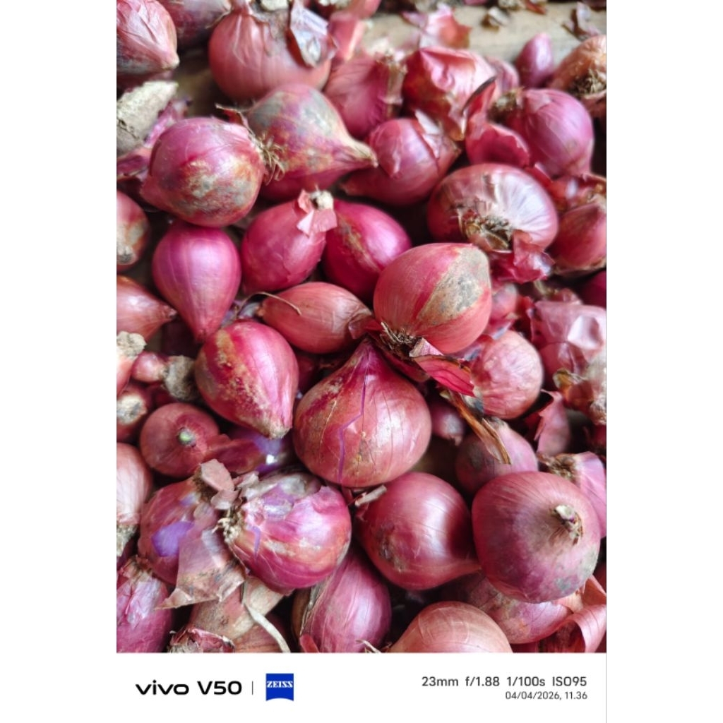 bawang merah sedang kecil 1 kilo
