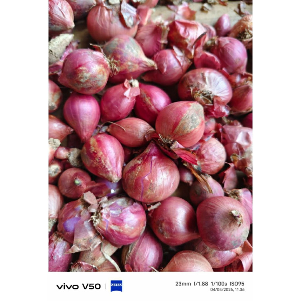 bawang merah sedang kecil 1 kilo