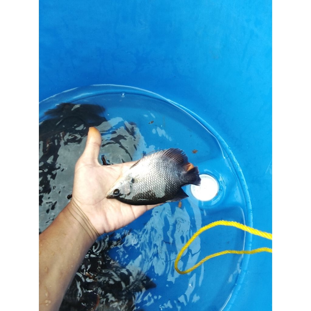 gurame soang 2 jari 3 jari 4 jari