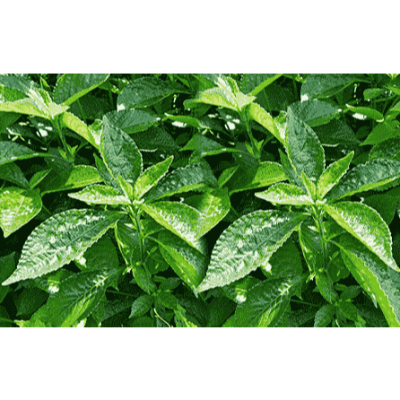 Tanaman Keji Beling Asli | Tanaman Obat Herbal Ginjal & Batu Ginjal