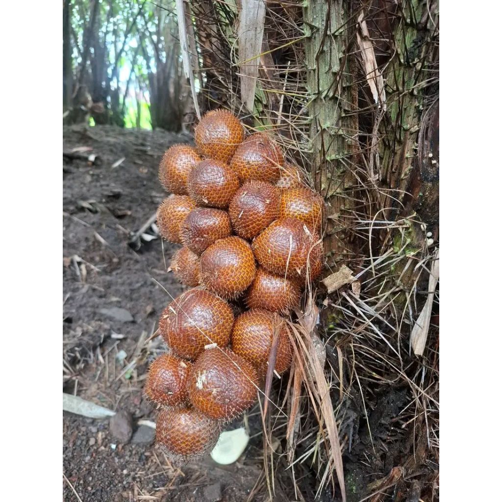 buah salak pondoh asli Gunung merapi