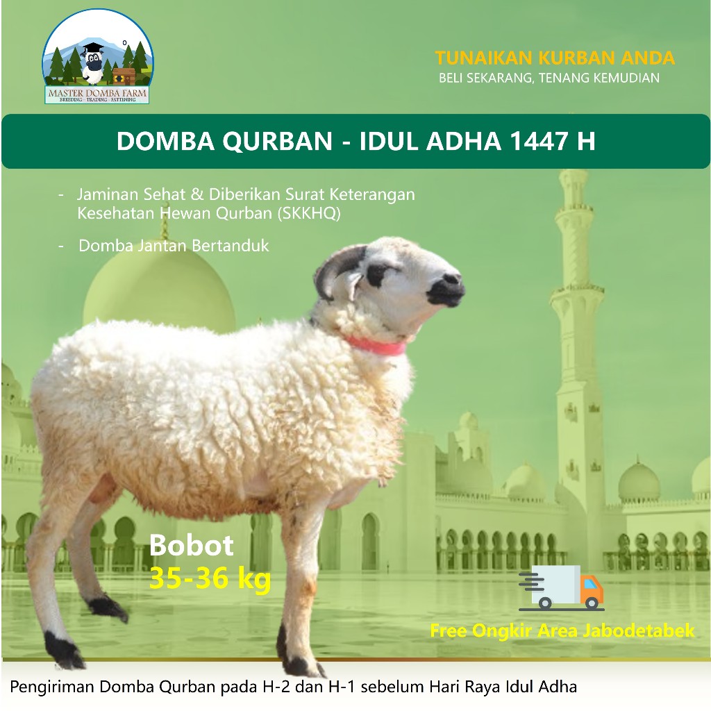 Master Domba Qurban Murah Gratis Ongkir Idul Adha Berat 35kg Kambing Kurban Sesuai Syariat
