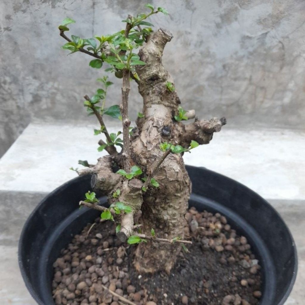 Bahan Bonsai Hokianti Bunga Import Gaya Informal Akar Natural Melingkar Percabangan sudah ada Size S