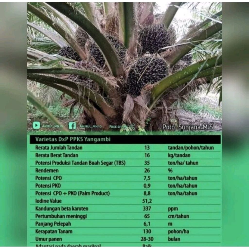 Benih Sawit PPKS YANGAMBI unggul berkualitas